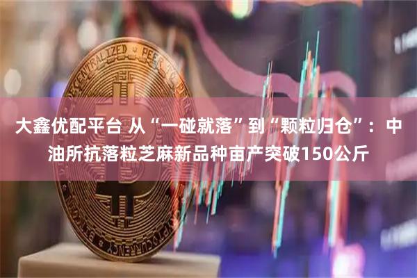 大鑫优配平台 从“一碰就落”到“颗粒归仓”：中油所抗落粒芝麻新品种亩产突破150公斤